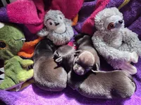 Dewey, a male Chihuahua for sale in Woodrow, CO – 3 of 3