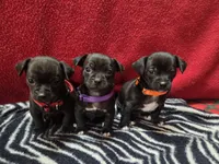 Dewey, a male Chihuahua for sale in Brush, CO – 7 of 7