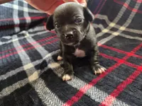 Dewey, a male Chihuahua for sale in Brush, CO – 4 of 7