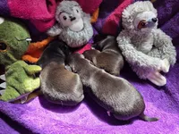 Louie, a male Chihuahua for sale in Woodrow, CO – 3 of 4