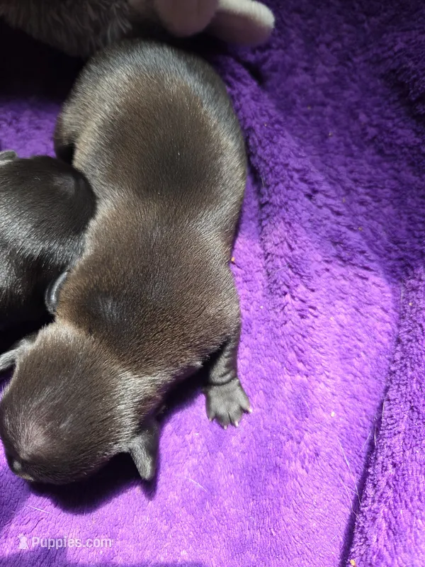 Huey – Chihuahua puppy for sale in Woodrow, CO