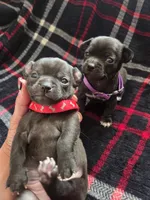 Louie, a male Chihuahua for sale in Brush, CO – 6 of 7