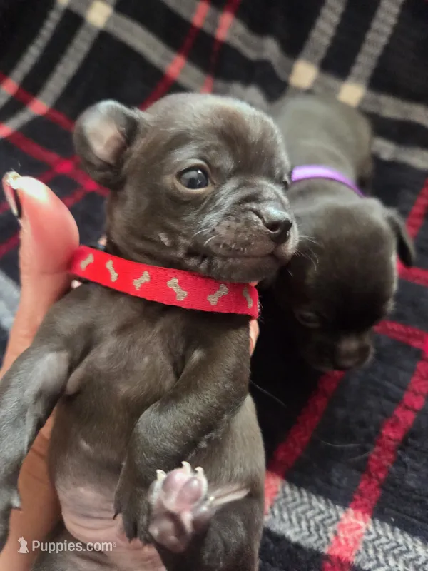 Huey – Chihuahua puppy for sale in Woodrow, CO