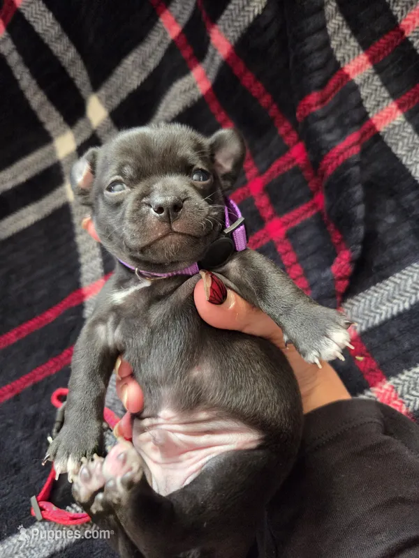 Louie – Chihuahua puppy for sale in Woodrow, CO