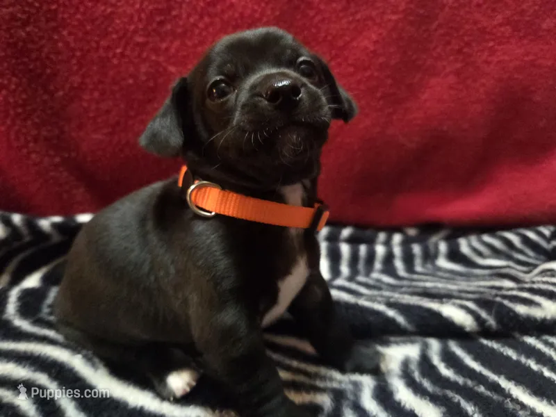 Dewey – Chihuahua puppy for sale in Brush, CO