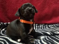 Dewey, a male Chihuahua for sale in Brush, CO – 1 of 7