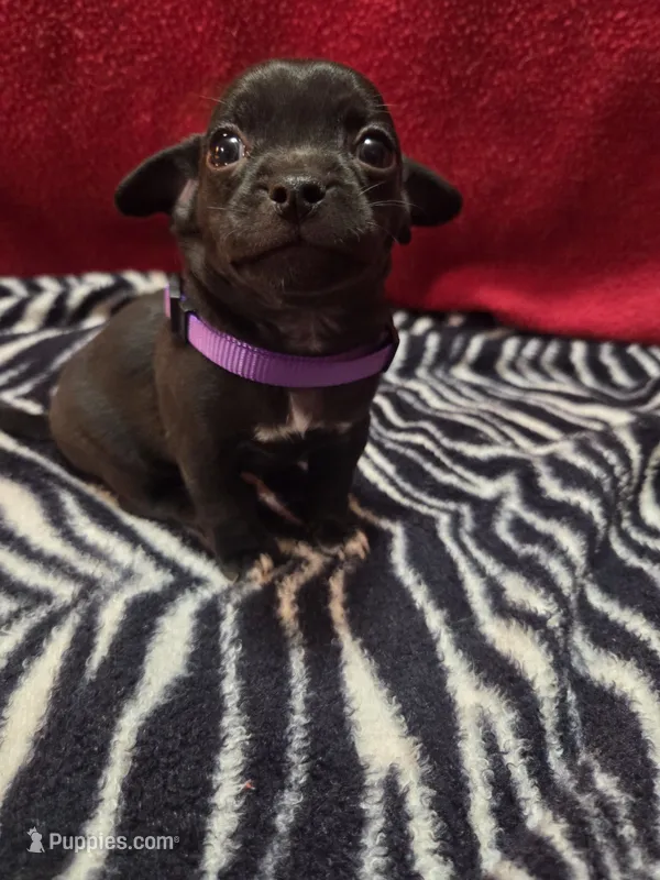 Louie – Chihuahua puppy for sale in Brush, CO