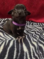 Louie, a male Chihuahua for sale in Brush, CO – 1 of 7