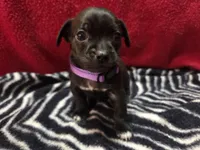 Louie, a male Chihuahua for sale in Brush, CO – 7 of 7