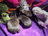 Huey, a male Chihuahua for sale in Woodrow, CO – 2 of 2