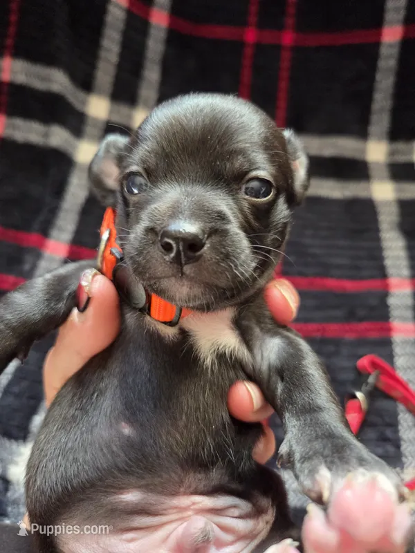 Dewey – Chihuahua puppy for sale in Woodrow, CO