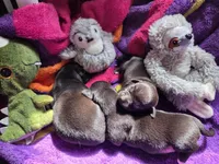 Louie, a male Chihuahua for sale in Woodrow, CO – 4 of 4