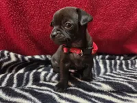 Huey, a male Chihuahua for sale in Brush, CO – 9 of 9