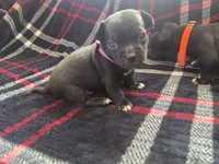 Louie, a male Chihuahua for sale in Brush, CO – 4 of 7