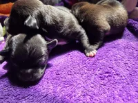 Dewey, a male Chihuahua for sale in Woodrow, CO – 1 of 3