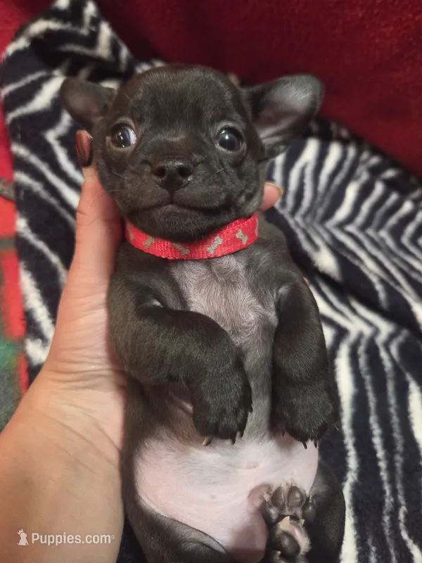 Huey – Chihuahua puppy for sale in Brush, CO