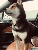 Chiri, a male Shiba Inu for sale in Beulaville, NC – 2 of 6