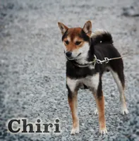 Chiri, a male Shiba Inu for sale in Beulaville, NC – 5 of 6