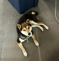 Chiri, a male Shiba Inu for sale in Beulaville, NC – 3 of 6
