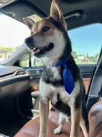 Chiri, a male Shiba Inu for sale in Beulaville, NC – 6 of 6