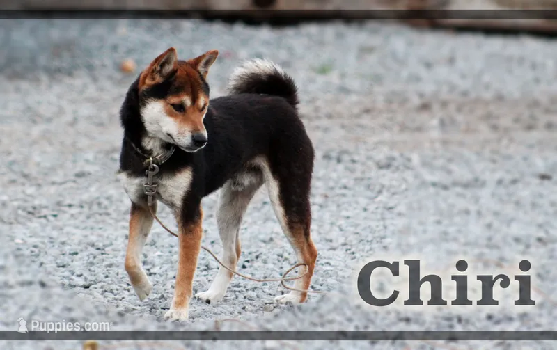 Chiri – Shiba Inu puppy for sale in Beulaville, NC