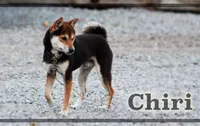 Chiri, a male Shiba Inu for sale in Beulaville, NC – 1 of 6