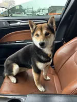 Chiri, a male Shiba Inu for sale in Beulaville, NC – 4 of 6