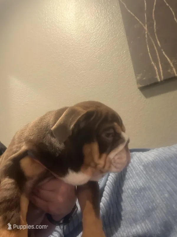 Clover – English Bulldog puppy for sale in Riverside, CA