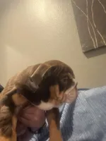 Clover, a female English Bulldog for sale in Riverside, CA – 1 of 3