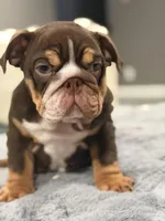 Clover, a female English Bulldog for sale in Riverside, CA – 2 of 3