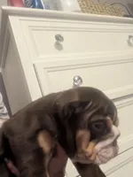 Clover, a female English Bulldog for sale in Riverside, CA – 3 of 3