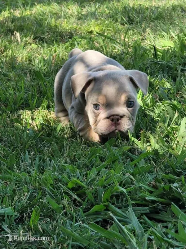 Bo  – English Bulldog puppy for sale in Riverside, CA