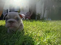 Bo , a male English Bulldog for sale in Riverside, CA – 3 of 7