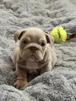 Bo , a male English Bulldog for sale in Riverside, CA – 6 of 7