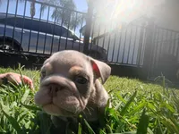 Bo , a male English Bulldog for sale in Riverside, CA – 4 of 7