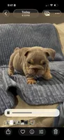 Bo , a male English Bulldog for sale in Riverside, CA – 7 of 7