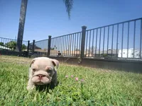 Bo , a male English Bulldog for sale in Riverside, CA – 5 of 7