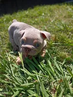 Bo , a male English Bulldog for sale in Riverside, CA – 2 of 7