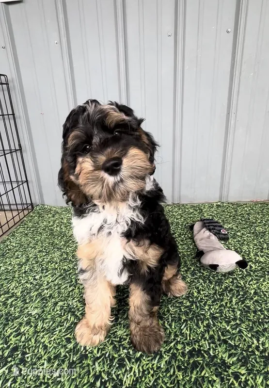 Brody – Australian Labradoodle puppy for sale in Wauseon, OH
