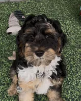 Brody, a male Australian Labradoodle for sale in Wauseon, OH – Photo 2 of 2