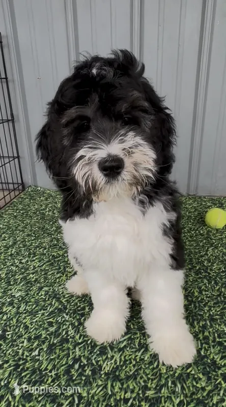 Scout – Australian Labradoodle puppy for sale in Wauseon, OH