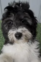 Scout, a male Australian Labradoodle for sale in Wauseon, OH – Photo 2 of 5