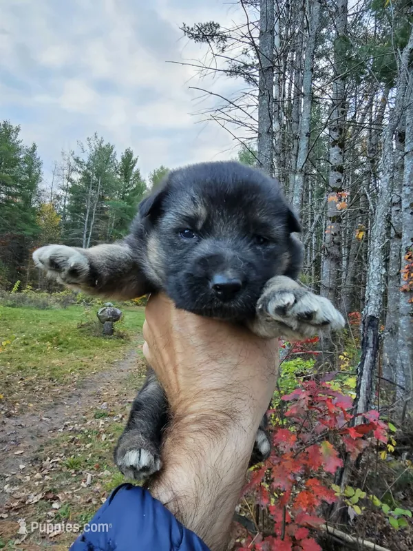 Ricki – Australian Shepherd, German Shepherd Dog puppy for sale in Garden City, MI