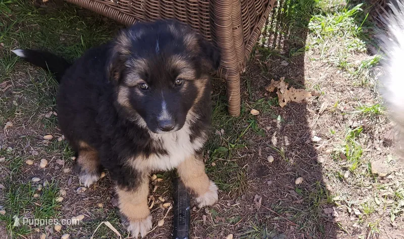 Kodiak – Australian Shepherd, German Shepherd Dog puppy for sale in Garden City, MI