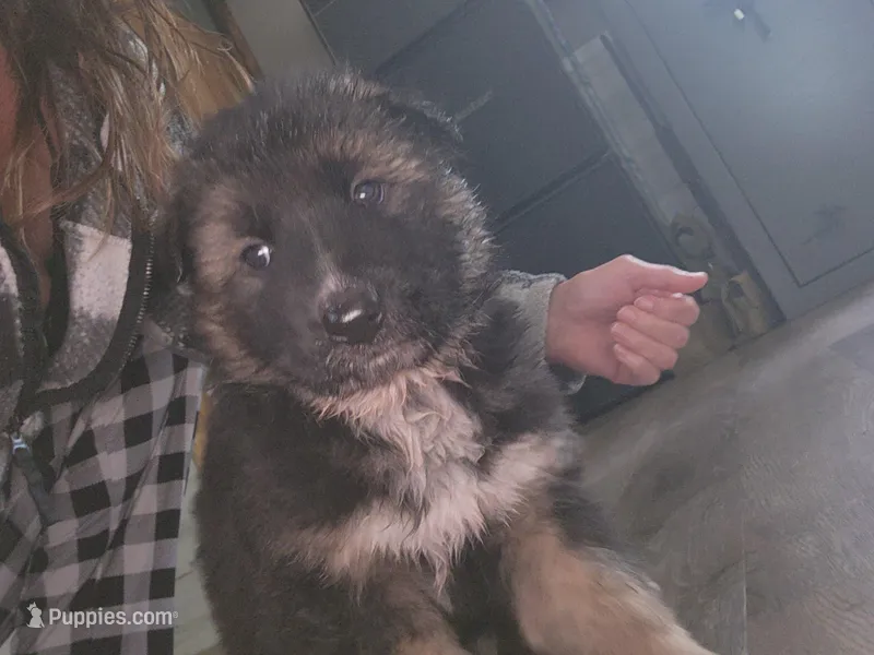 Kodiak – Australian Shepherd, German Shepherd Dog puppy for sale in Garden City, MI