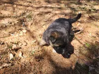 Kodiak, a male Australian Shepherd and German Shepherd Dog for sale in Garden City, MI – Photo 7 of 10
