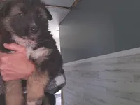 Kodiak, a male Australian Shepherd and German Shepherd Dog for sale in Garden City, MI – Photo 2 of 10