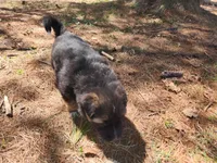 Kodiak, a male Australian Shepherd and German Shepherd Dog for sale in Garden City, MI – Photo 9 of 10