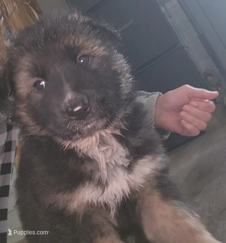 Kodiak – Australian Shepherd, German Shepherd Dog puppy for sale in Garden City, MI
