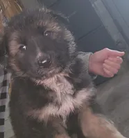 Kodiak, a male Australian Shepherd and German Shepherd Dog for sale in Garden City, MI – Photo 1 of 10